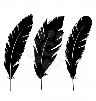Illustration set feathers isolated on white background - vector