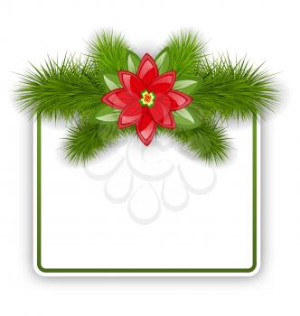 Illustration Christmas postcard with fir twigs and flower poinsettia - vector