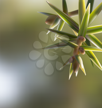 Branch twig Juniperus oxycedrus cade with needles, spider web on blur backdrop, space for test template design - vector