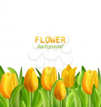 Illustration Beautiful Yellow Flowers Tulips Isolated on White Background, Nature Wallpaper - Vector