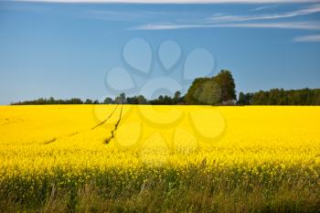 Royalty Free Photo of a Rape Field