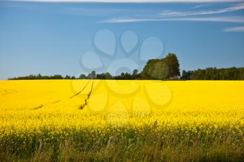 Royalty Free Photo of a Rape Field