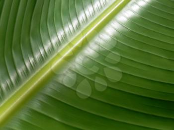 Royalty Free Photo of a Closeup of a Leaf
