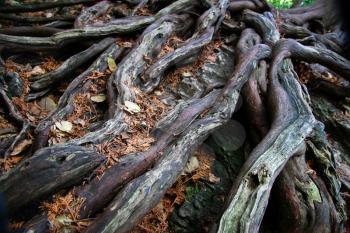 Royalty Free Photo of Tree Roots