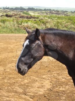 Free Running Horses staring, Easter Island