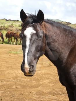 Free Running Horses staring, Easter Island