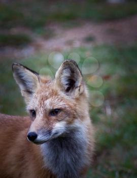 Red North American fox cub, grass background