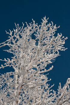 Winter Trees In Snow