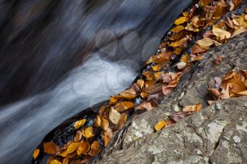 Royalty Free Photo of a Forest Stream in Autumn