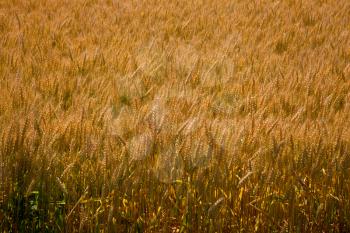 Yellow grain on stem field crop texture 