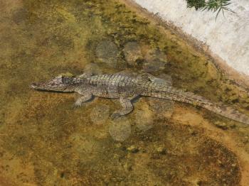 Cuban crocodiles resting, waiting for food in the breeding farm