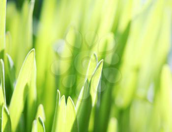 Close up of the green grass. Soft focus.