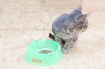 kitten eating from bowl looking back
