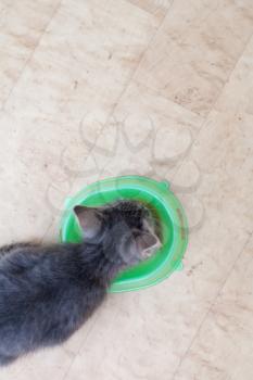 kitten eating from bowl