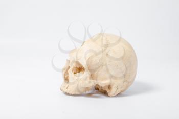 Side view of human skull on white