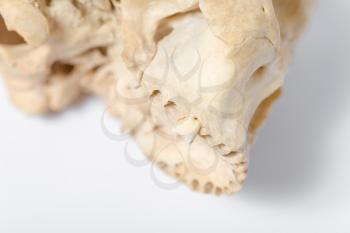 Side view of human skull jaw