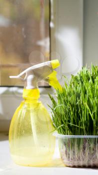 vertical shot - grass in container and yellow sprayer on the windowsill closeup indoors