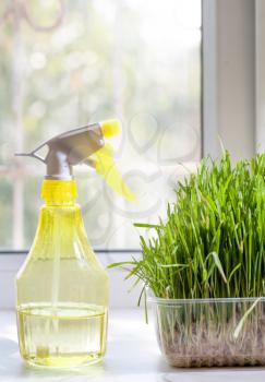 Fresh green grass in container and yellow sprayer on the windowsill closeup indoors