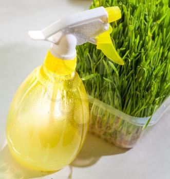 shot from above - grass in container and yellow sprayer on the windowsill closeup
