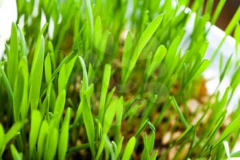 fresh grass closeup
