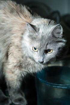 gray cat on the table