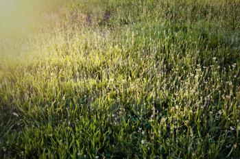 Grass image backlit by sun