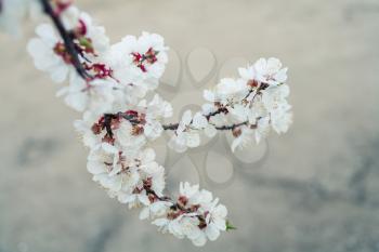 One branch of a Cherry covered with flowers. Spring blossom outdoors