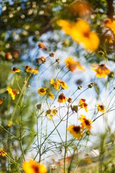 vibrant colored flowers against blue sky