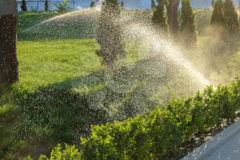 Watering of the garden. Spinkler with flow of an water at sunset