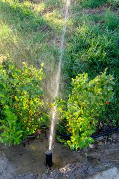 Grass watering. Spinkler in the garden, sunset