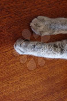 Cats paw on copyspace brown background