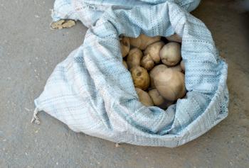Harvest potatoes in burlap sack on asphalt background.