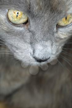Gray cat with yellow eues macro shot.