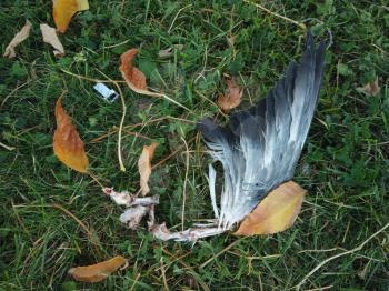 Wing of dead city pigeon on the grass. Leftovers after successful hunt