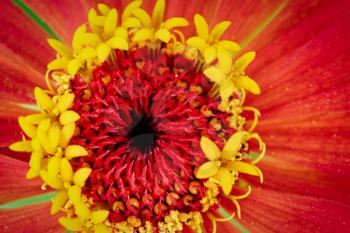 Macro photo top view of the center of the flower with stamens and pollen, copyspace on petals