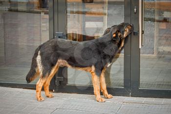 Mongrel dog is trying to get inside the mall but suck in front of the automatic door and sniffing food smell