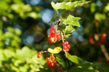 Royalty Free Photo of Red Currants
