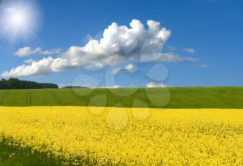 Royalty Free Photo of a Rural Meadow