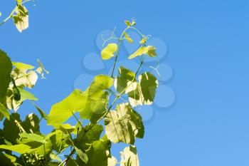 Royalty Free Photo of a Grapevine