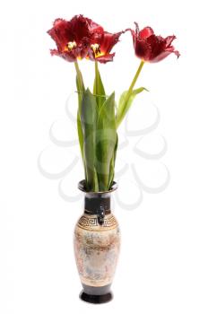Royalty Free Photo of Red Tulips