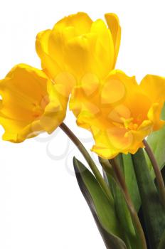 Royalty Free Photo of Yellow Tulips