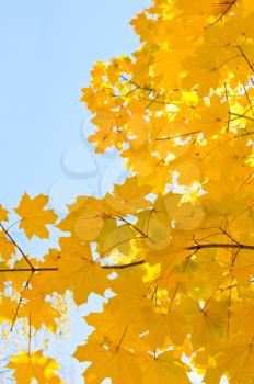 yellow maple leaves are in autumn on the branch