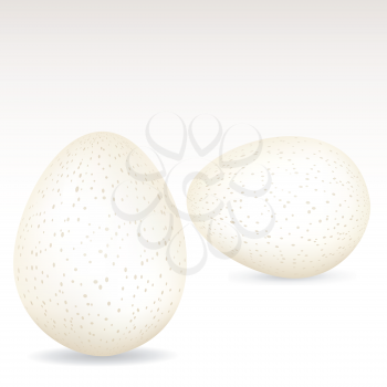 White Specked Eggs on a White Background