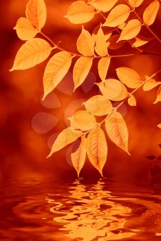 Royalty Free Photo of Leaves Reflecting in Water