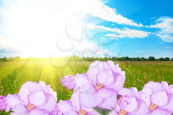 Royalty Free Photo of Flowers in a Field