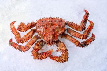 Royalty Free Photo of a King Crab