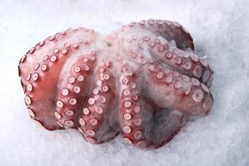 Royalty Free Photo of an Octopus on Ice
