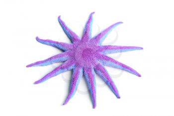 Royalty Free Photo of a Purple Starfish