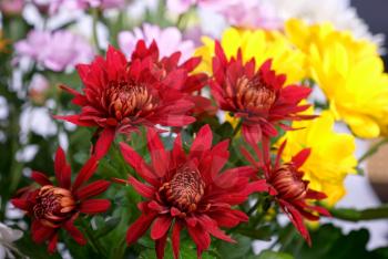 Royalty Free Photo of Chrysanthemum Flowers