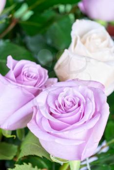 Royalty Free Photo of Pink Roses